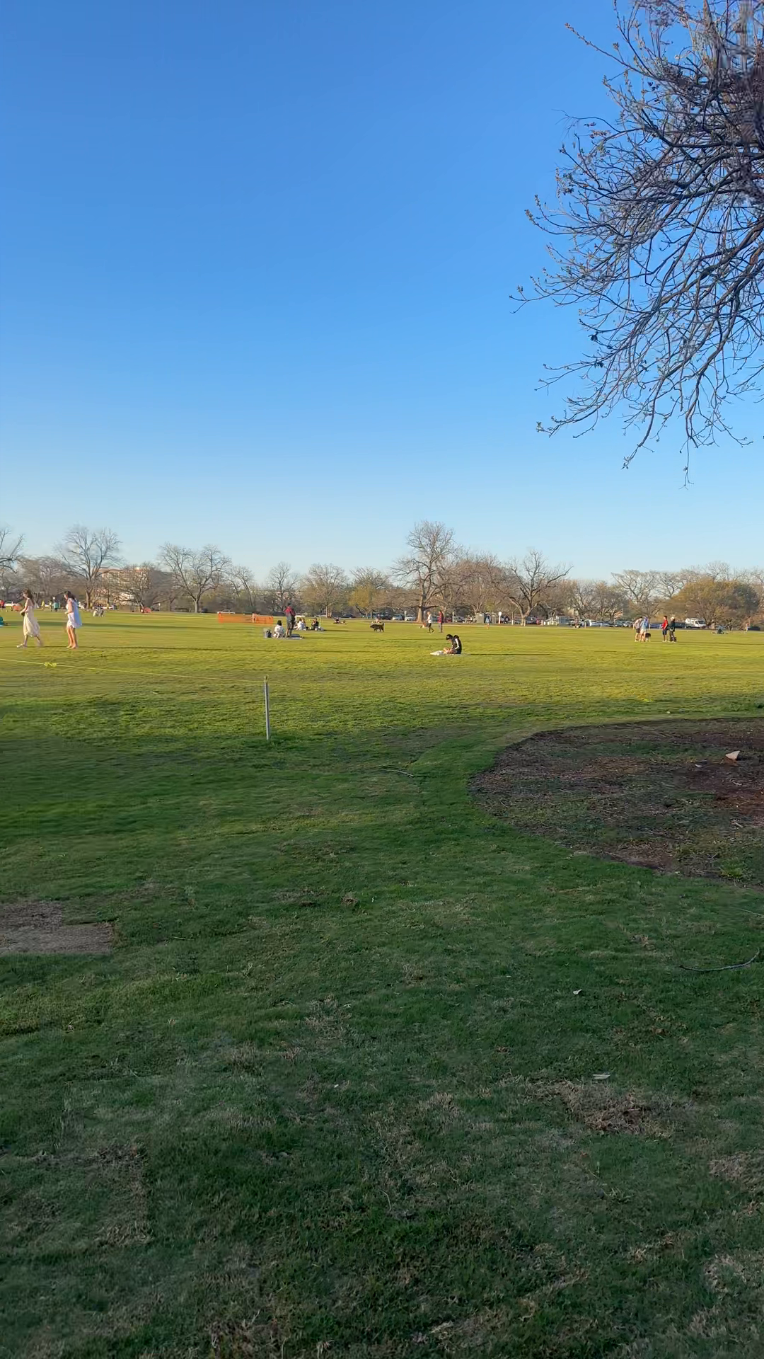Zilker Park Buzz