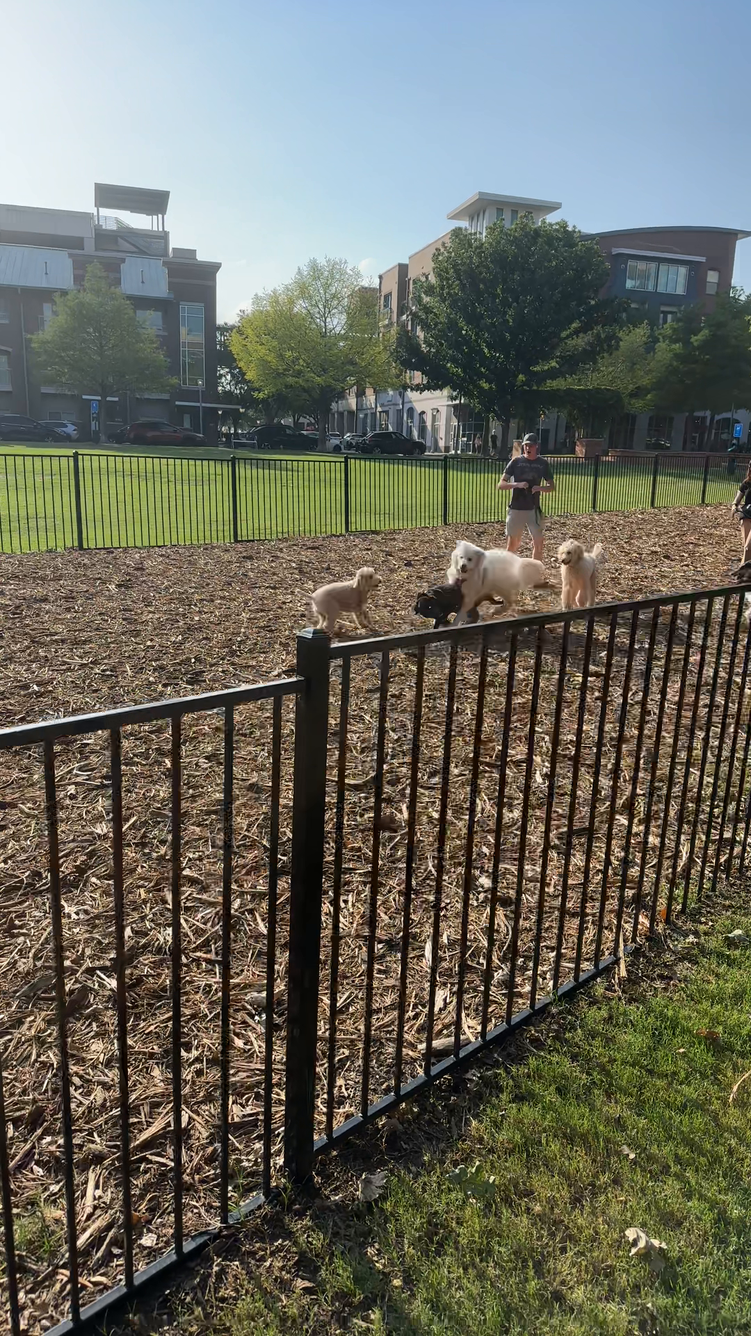 Dog Park Fun