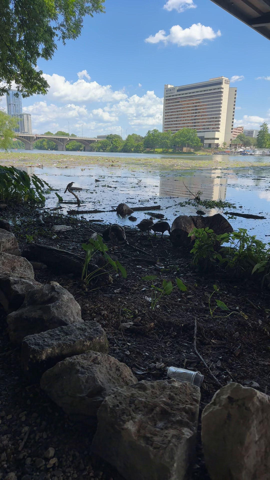 Bridge Pollution Crisis