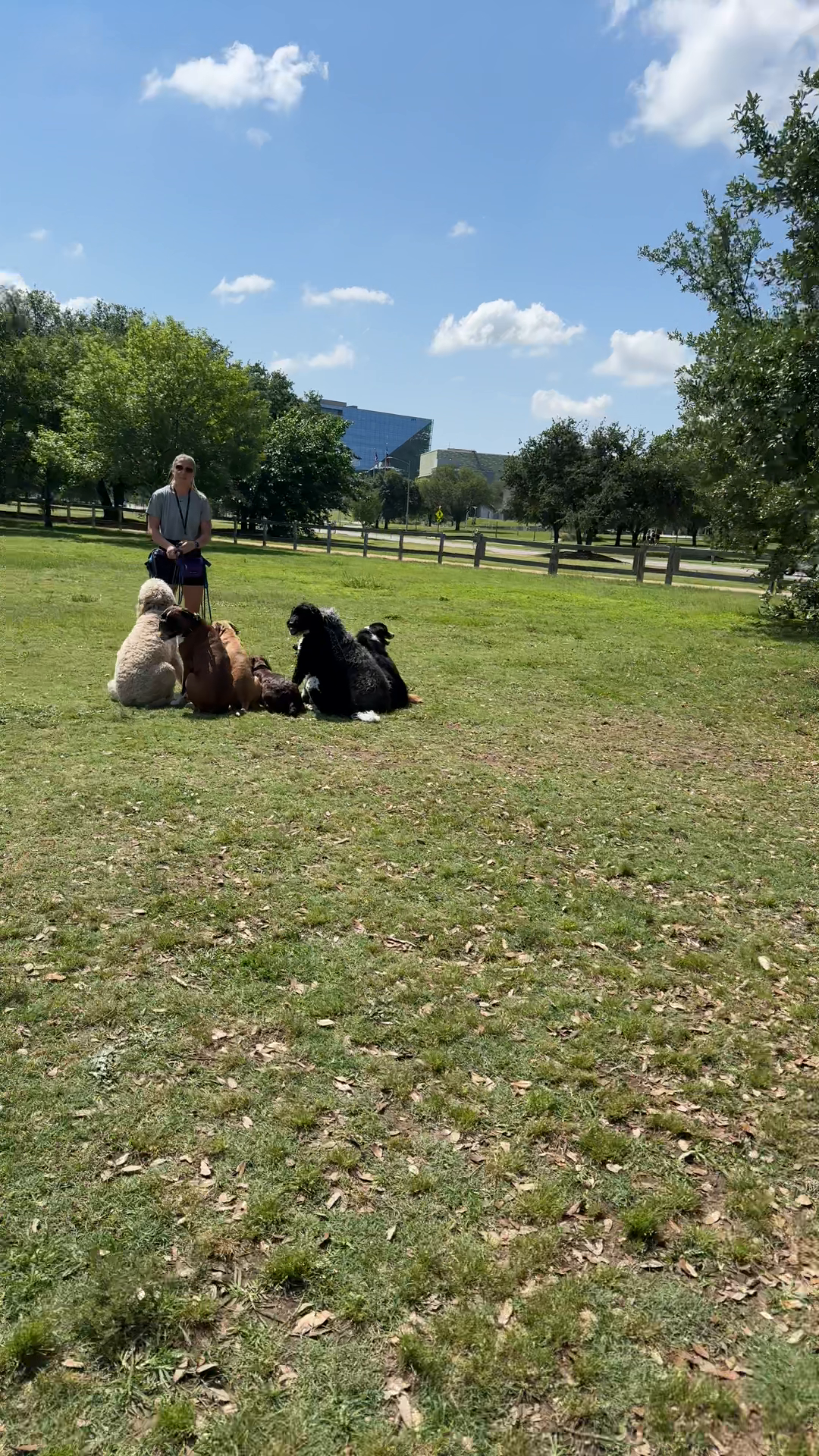 Austin Dog Day