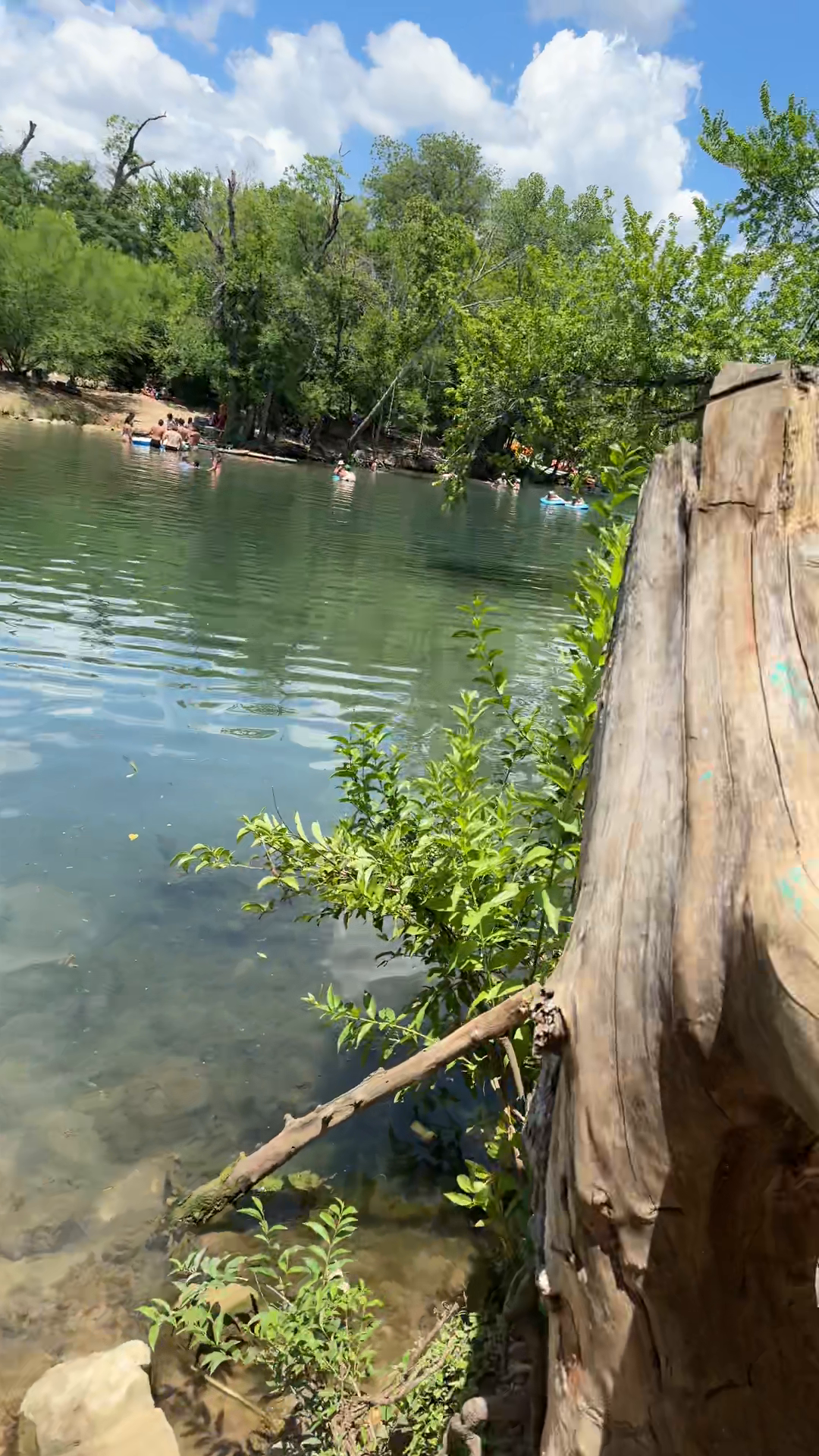 Barton Springs Report