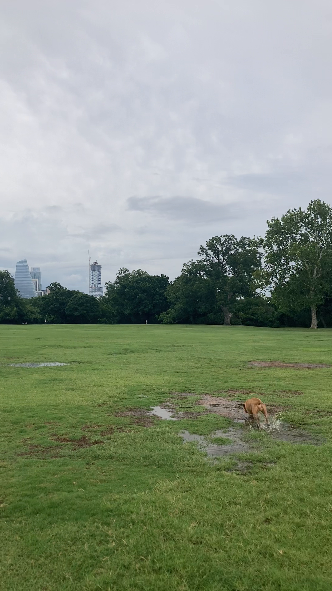Playful Pooch Paradise