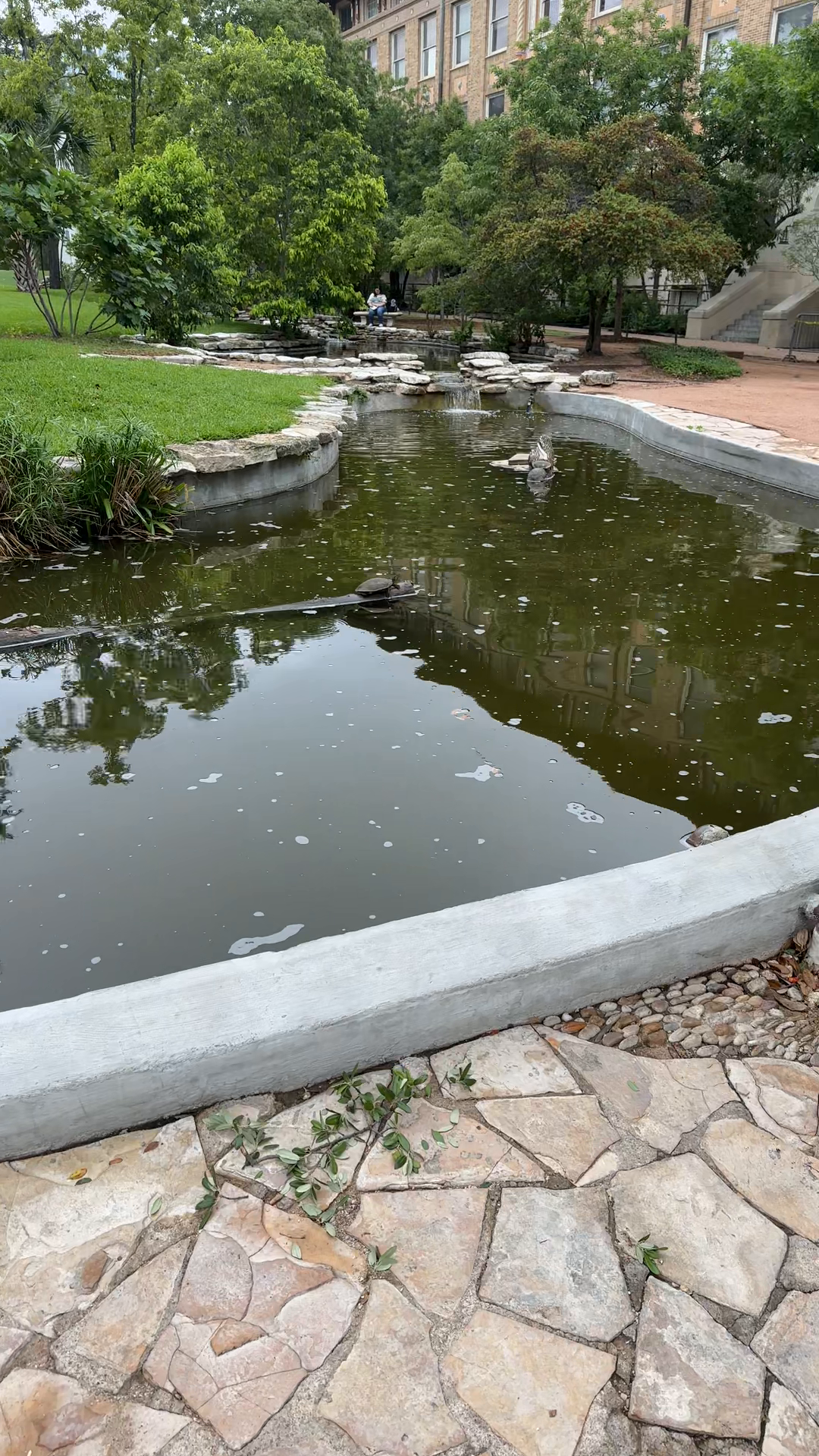 Turtle Pond Serenity