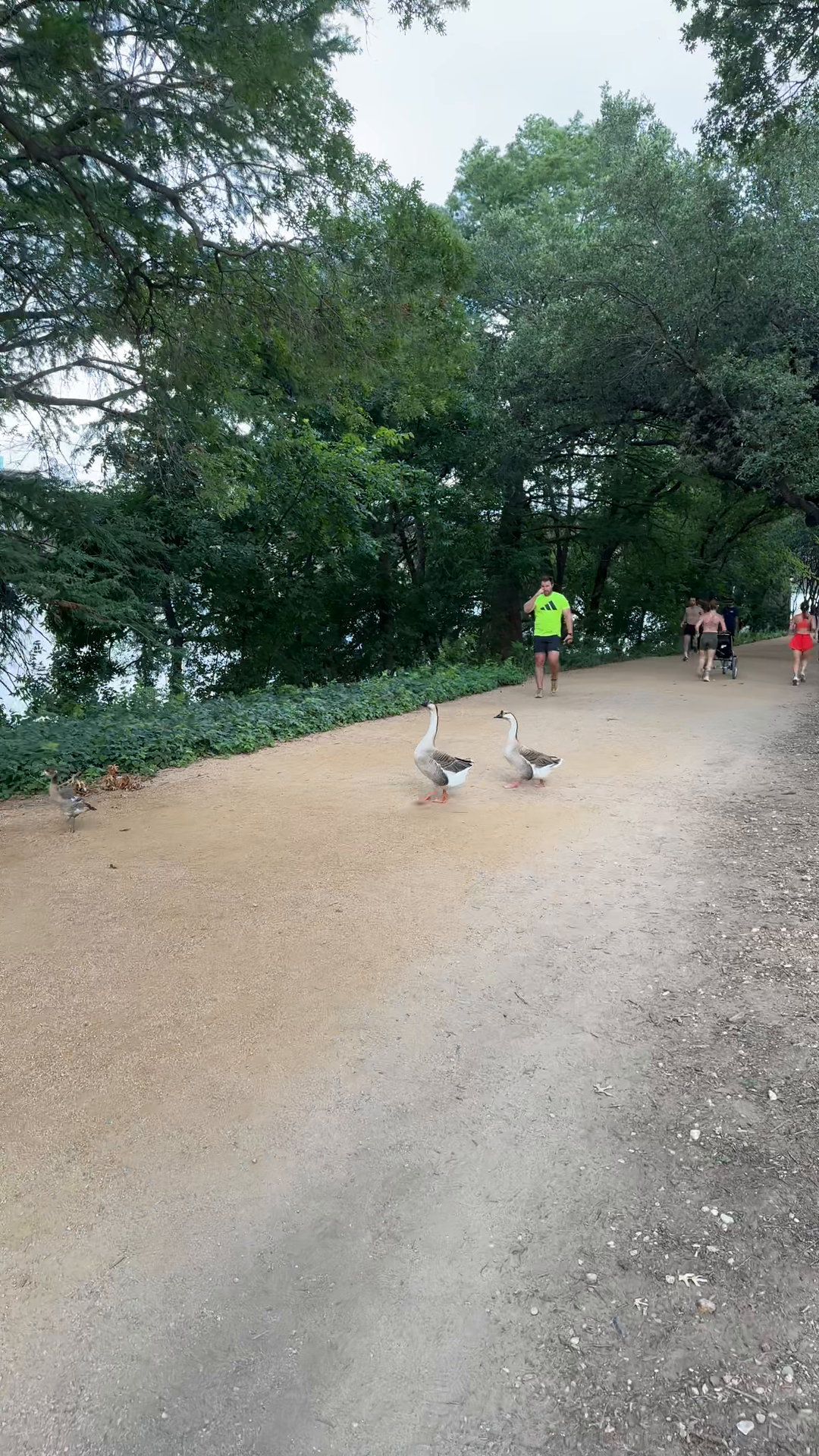 Geese on Trail