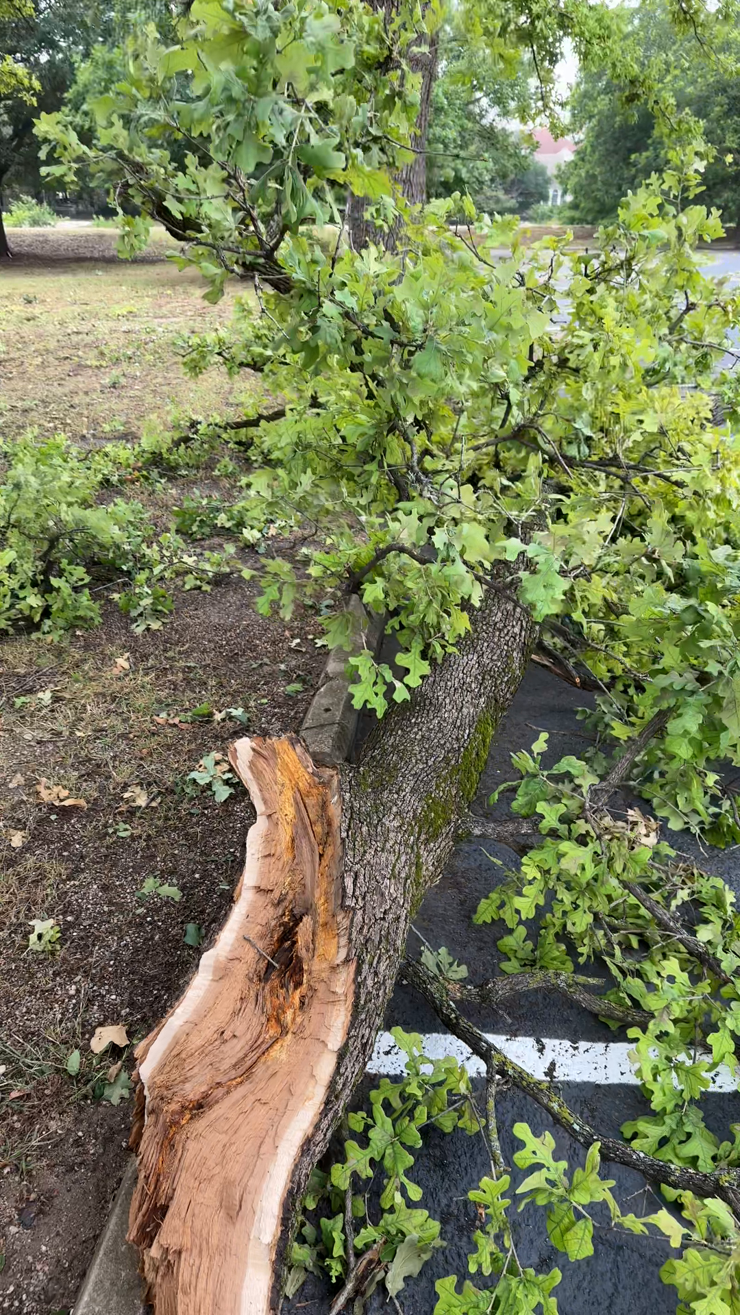 Austin Storm Aftermath