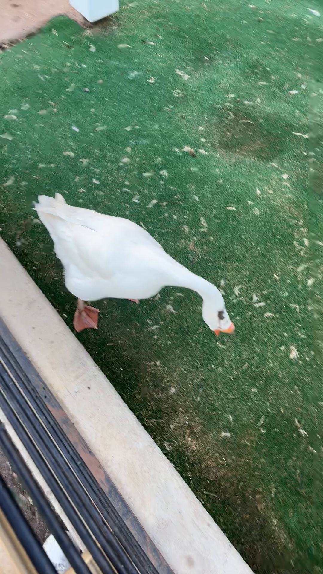 Austin Geese Sighting