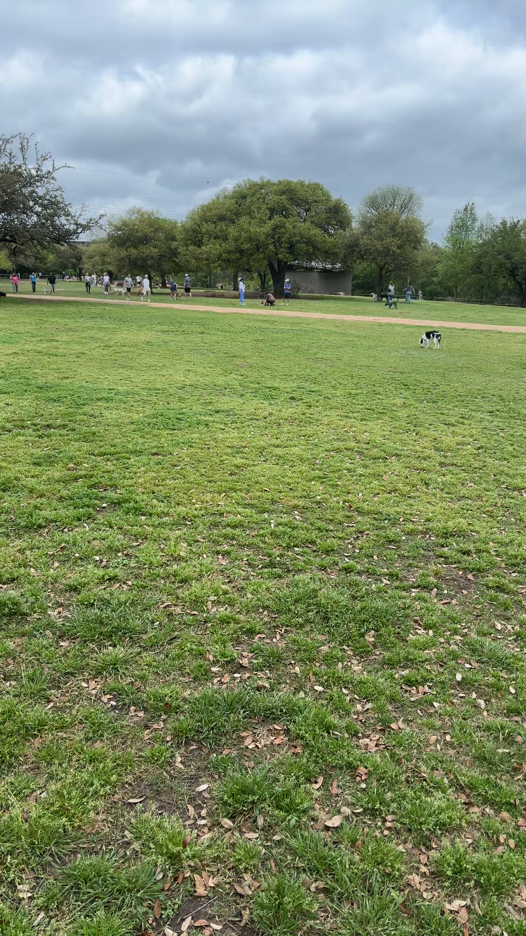 Busy Dog Park